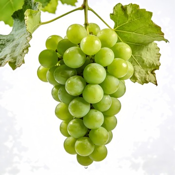 青提青葡萄阳光玫瑰摄影