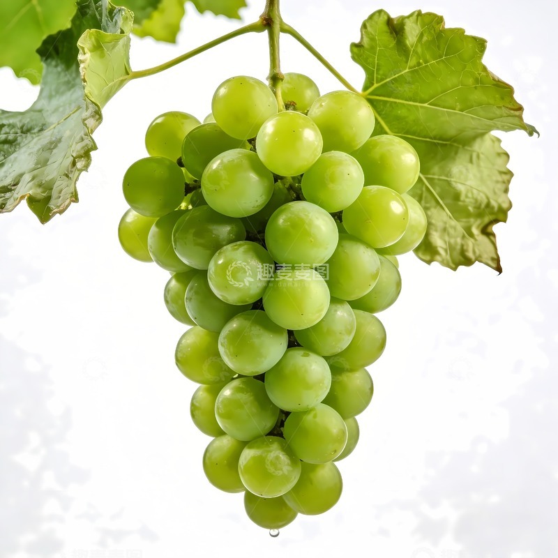 高清大图下载【趣麦麦图】青提青葡萄阳光玫瑰摄影