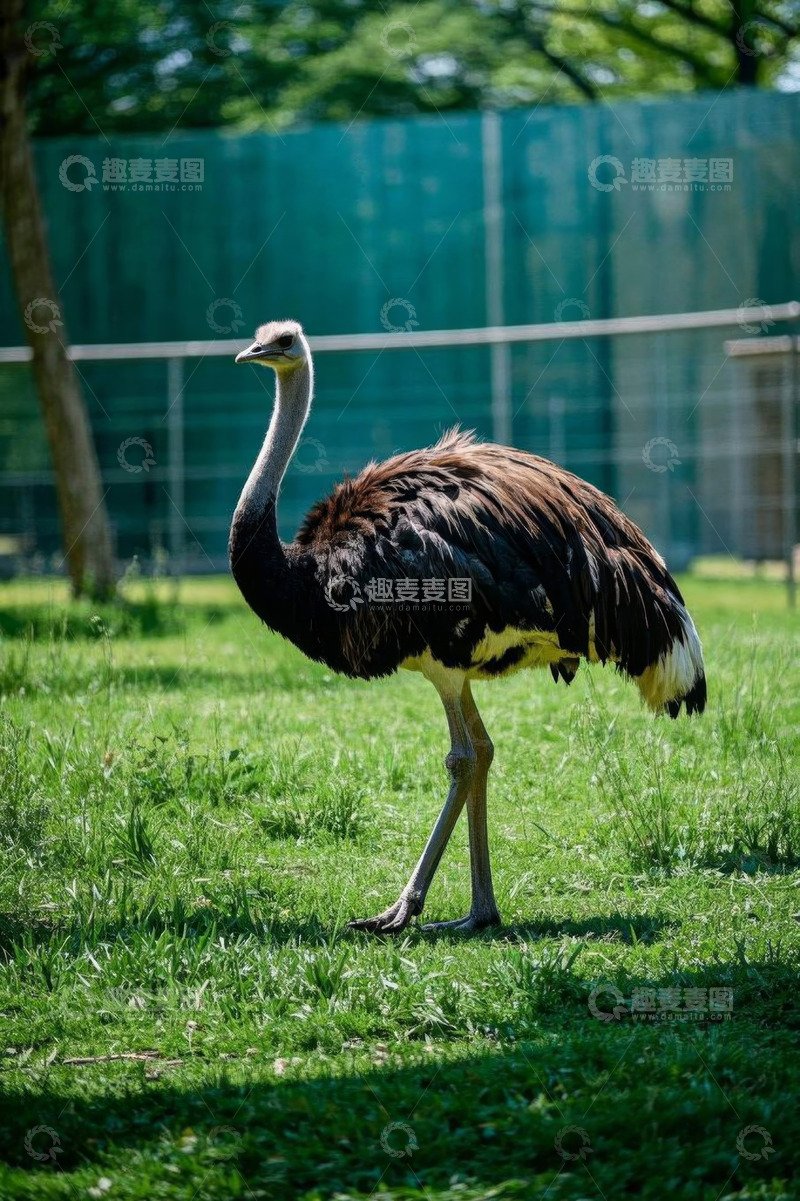 高清大图下载【趣麦麦图】草地上站立的鸵鸟