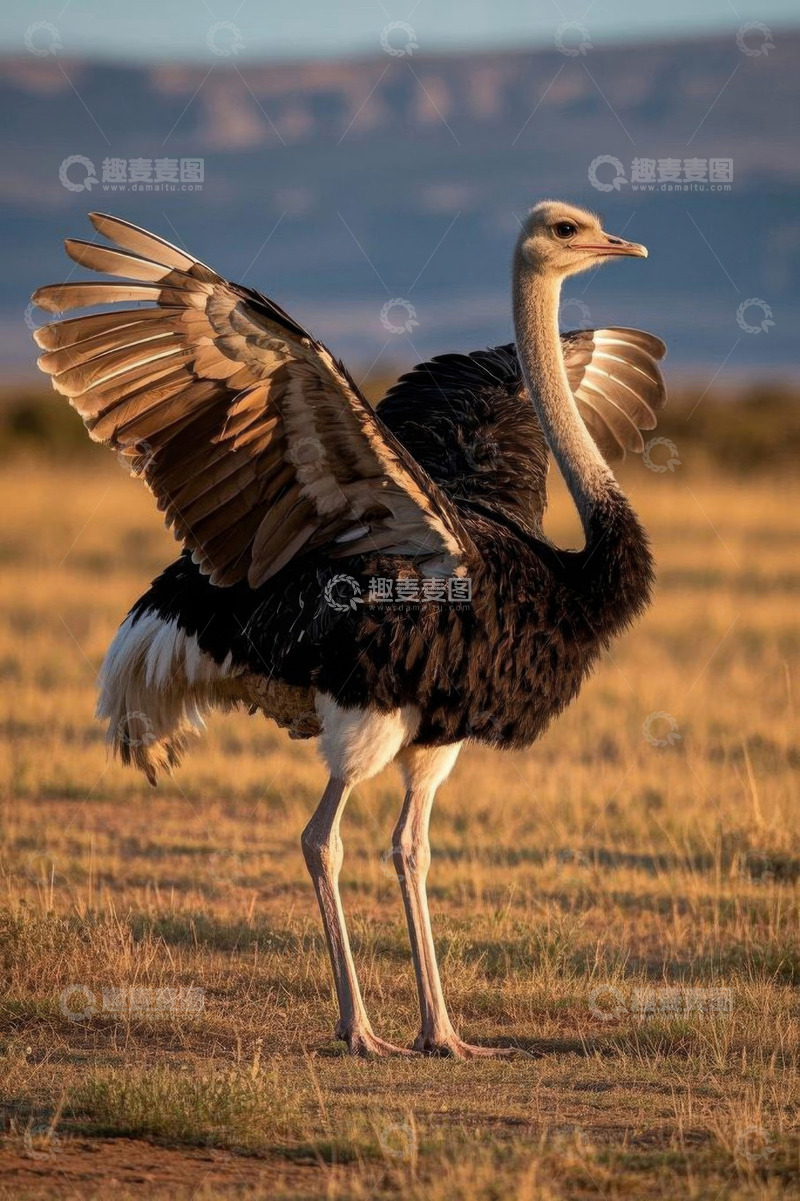 高清大图下载【趣麦麦图】草原上展翅的鸵鸟