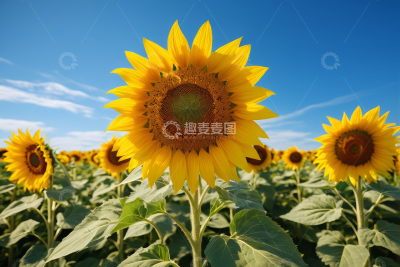 高清大图下载【趣麦麦图】向日葵花田特写