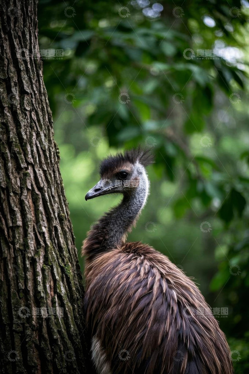 高清大图下载【趣麦麦图】树旁站立的鸸鹋特写