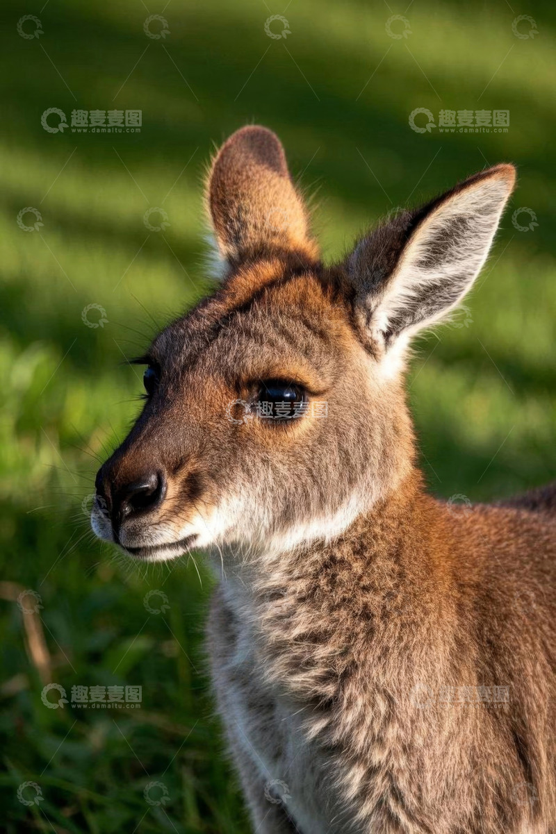 高清大图下载【趣麦麦图】站立的袋鼠特写