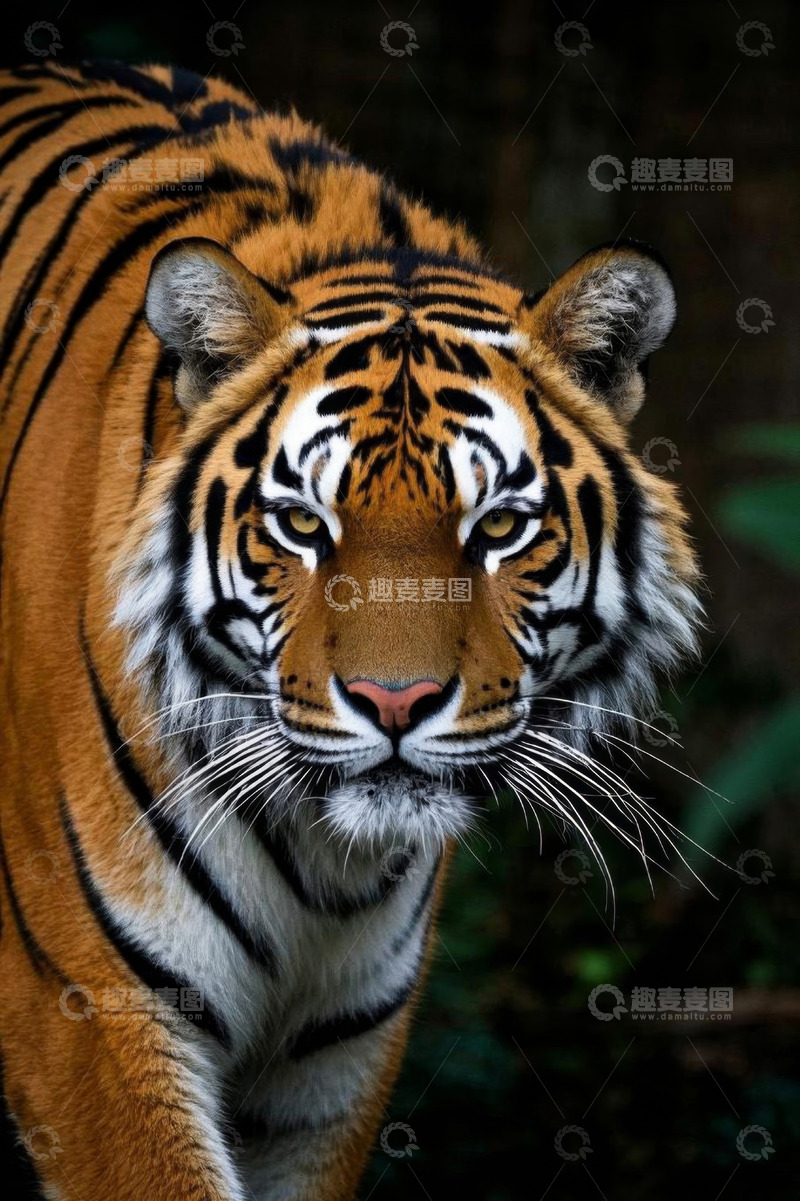 高清大图下载【趣麦麦图】老虎特写近景