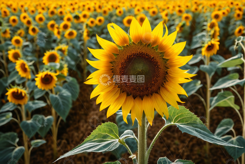 高清大图下载【趣麦麦图】向日葵花田特写