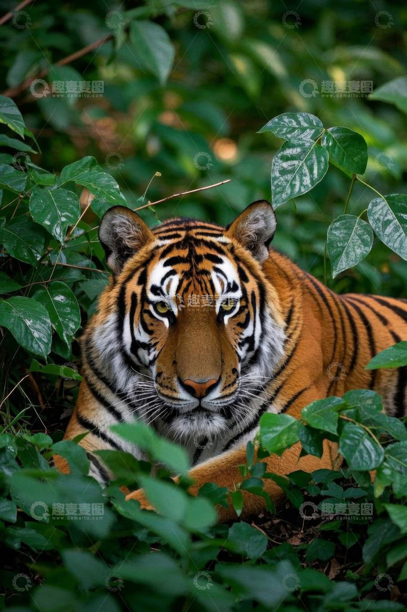 高清大图下载【趣麦麦图】丛林中休憩的老虎