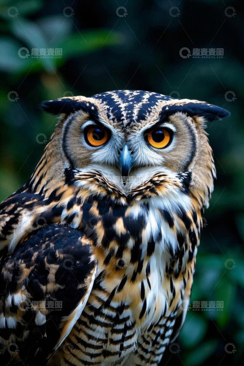 高清大图下载【趣麦麦图】猫头鹰特写