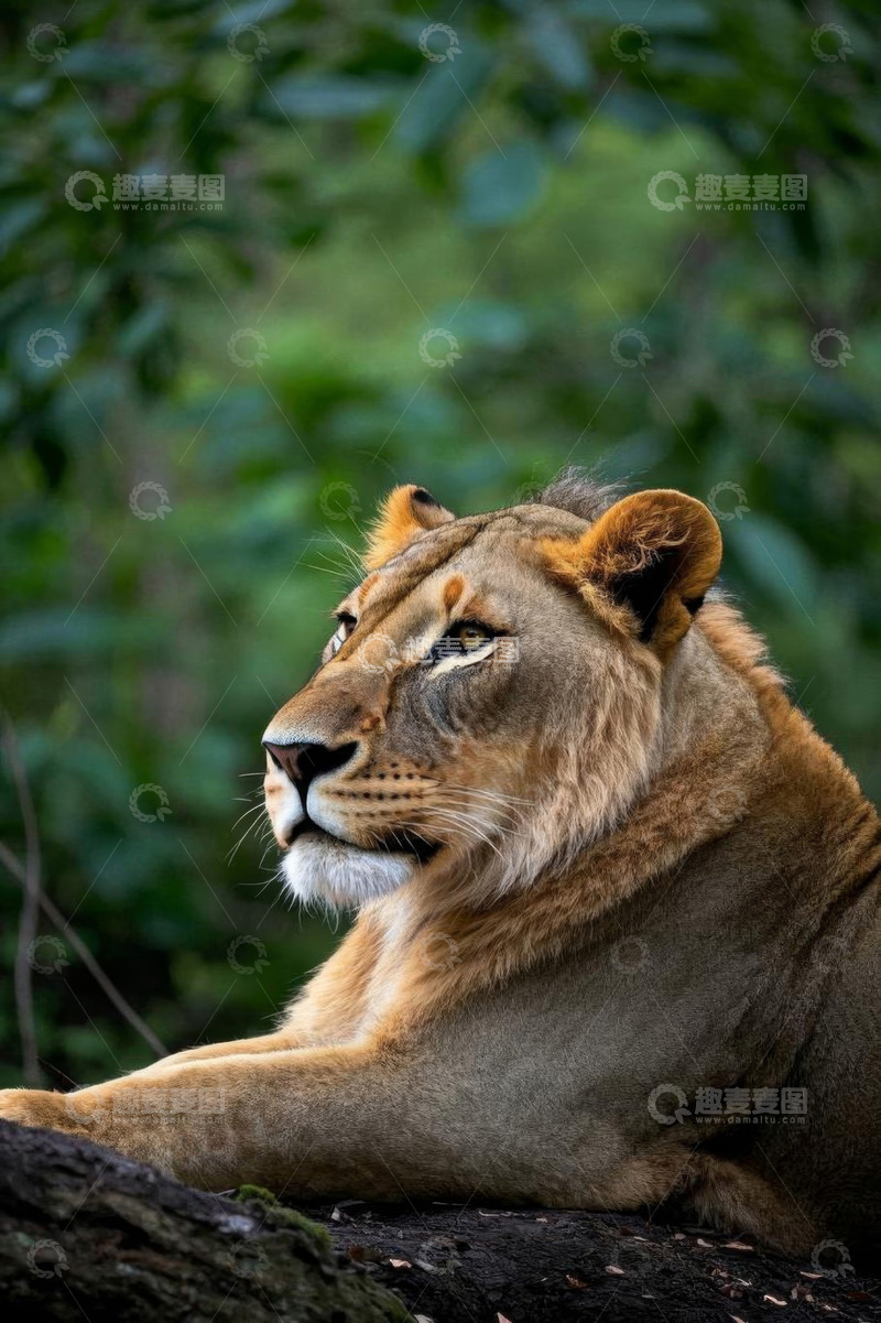高清大图下载【趣麦麦图】休憩中的雄狮特写