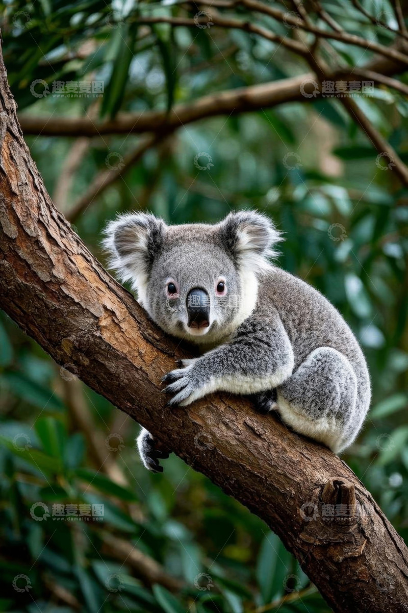 高清大图下载【趣麦麦图】考拉栖息在树上的画面