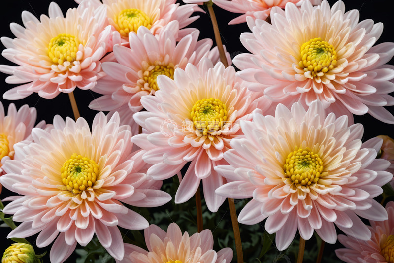 高清大图下载【趣麦麦图】粉色菊花特写