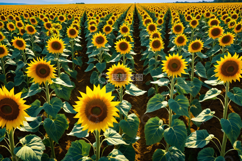 高清大图下载【趣麦麦图】向日葵种植农田全景