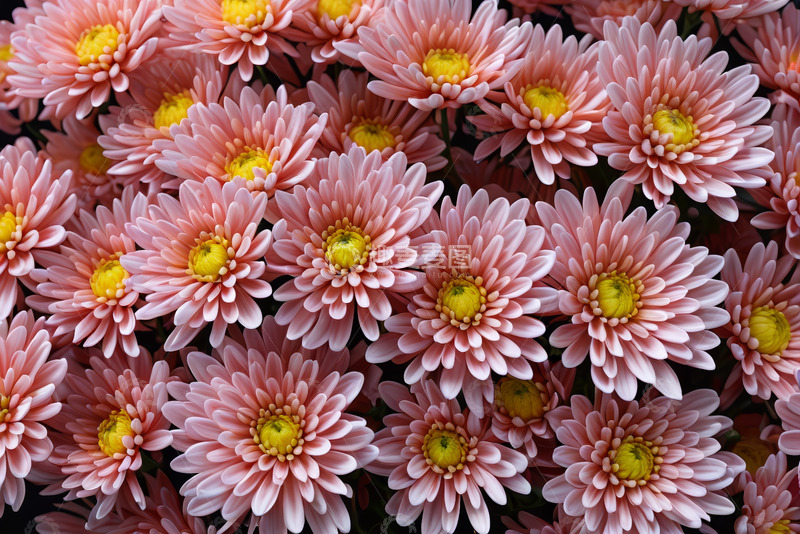 高清大图下载【趣麦麦图】粉色菊花微距特写