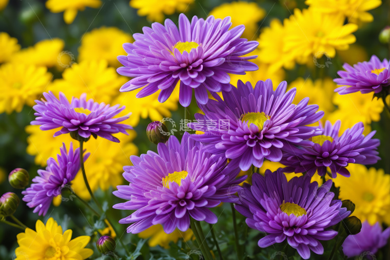 高清大图下载【趣麦麦图】紫色与黄色菊花特写