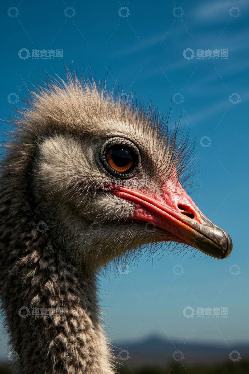 高清大图下载【趣麦麦图】鸵鸟头部特写
