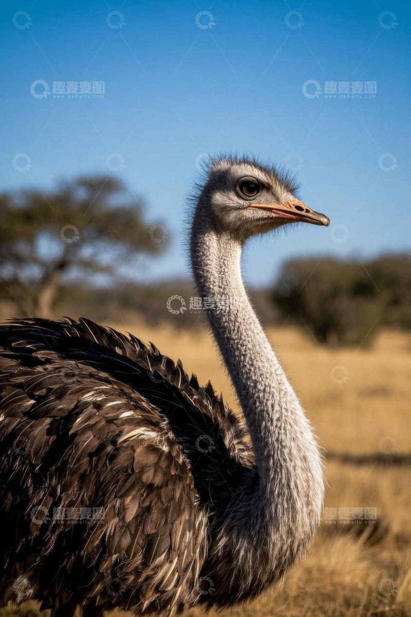 高清大图下载【趣麦麦图】草原上的鸵鸟特写