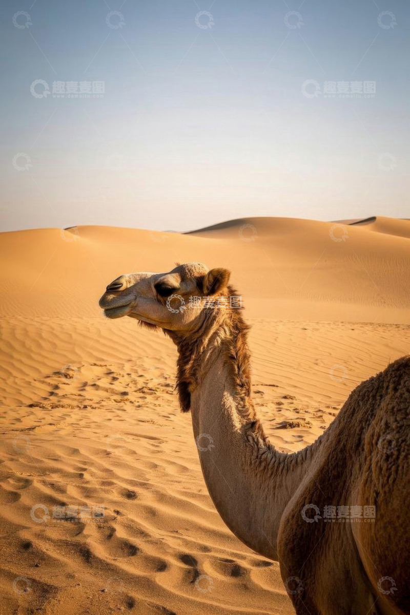 高清大图下载【趣麦麦图】沙漠中的骆驼特写