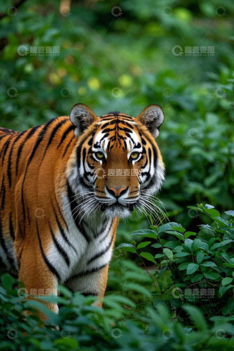 高清大图下载【趣麦麦图】丛林中的老虎特写