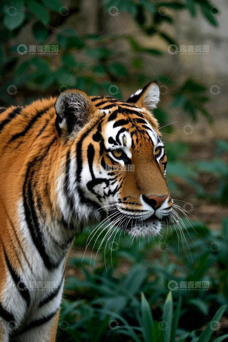 高清大图下载【趣麦麦图】老虎特写自然环境图景