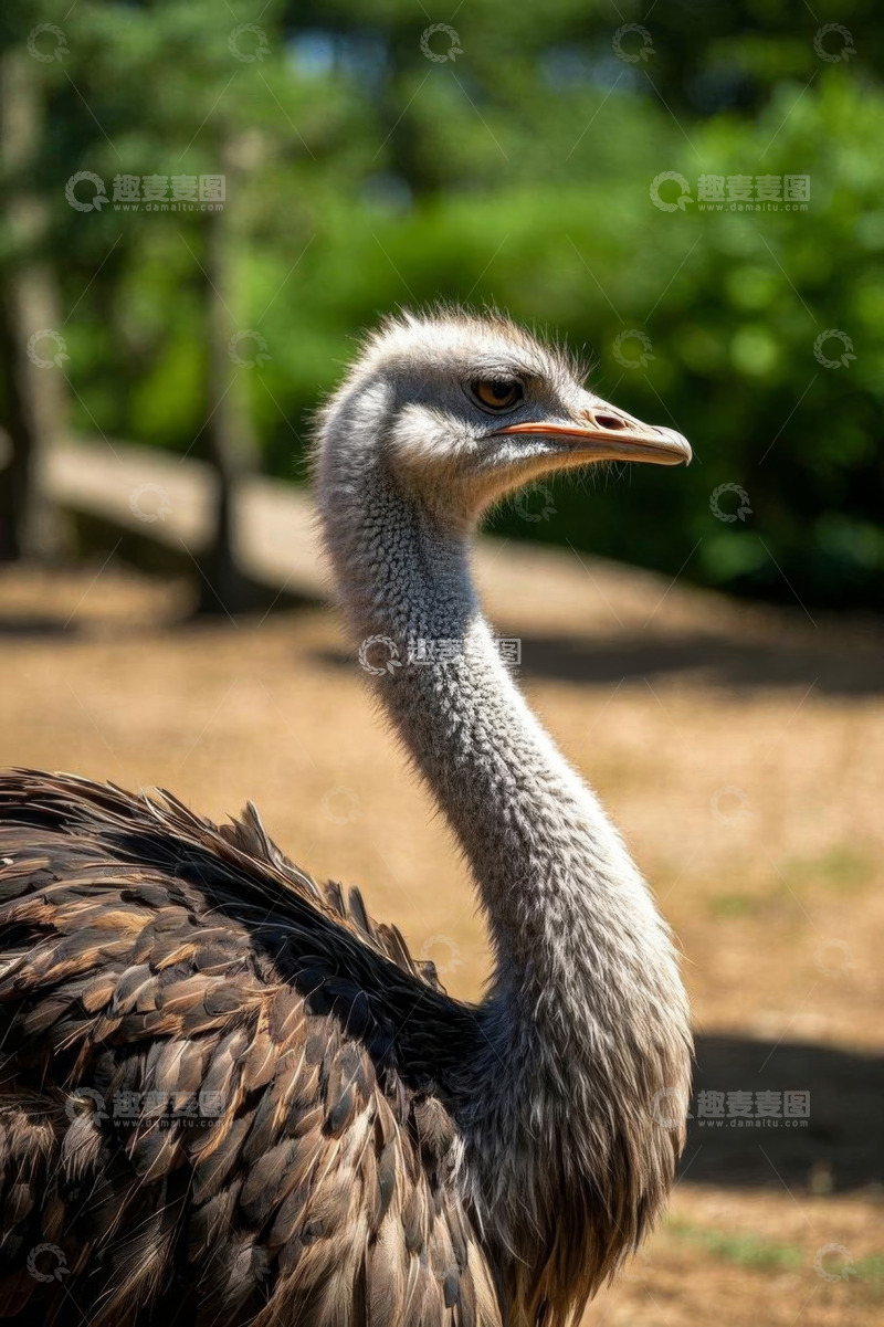 高清大图下载【趣麦麦图】鸵鸟特写画面