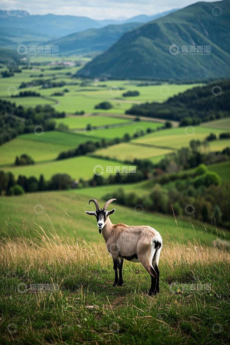 高清大图下载【趣麦麦图】山坡上的山羊与田园风光