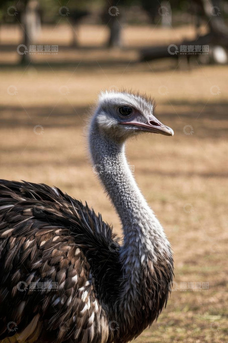 高清大图下载【趣麦麦图】鸵鸟特写静态画面