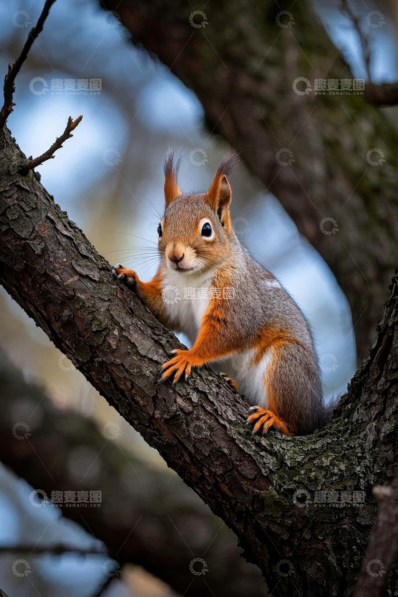 高清大图下载【趣麦麦图】树上的松鼠特写素材