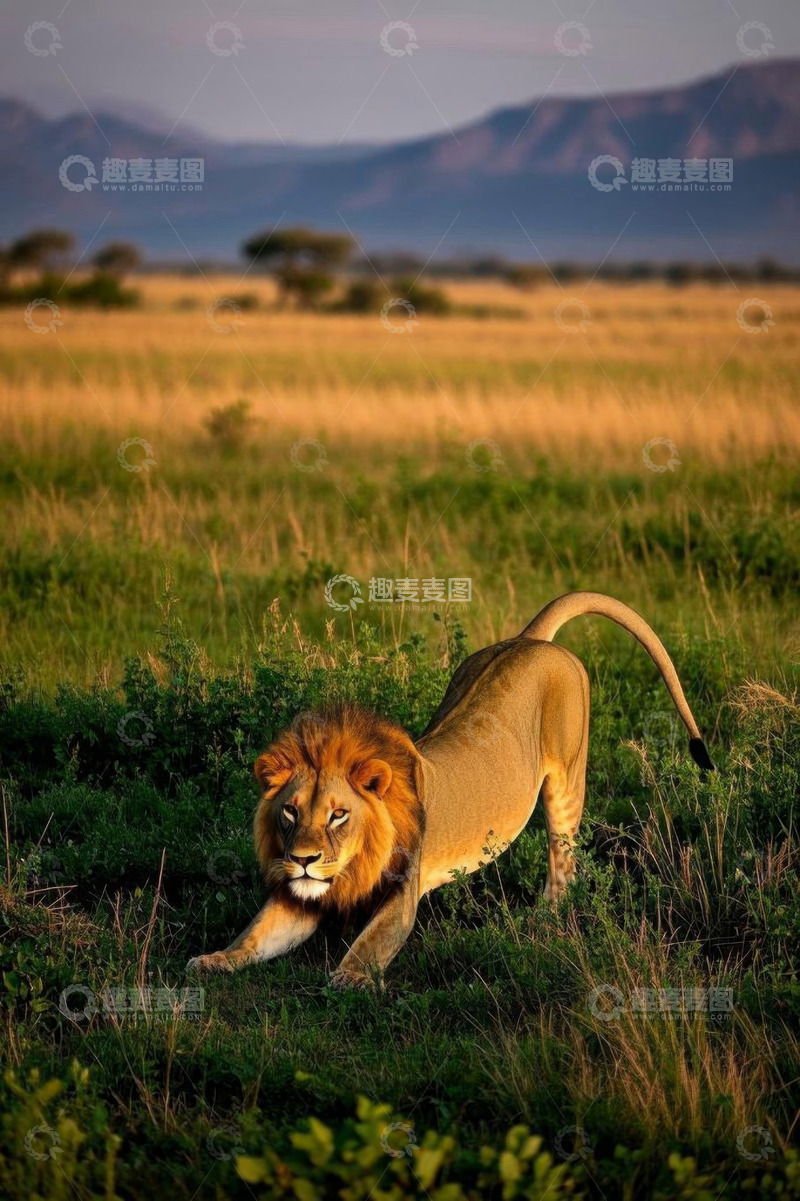 高清大图下载【趣麦麦图】非洲草原上的雄狮