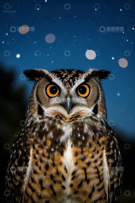特写猫头鹰夜晚凝视画面