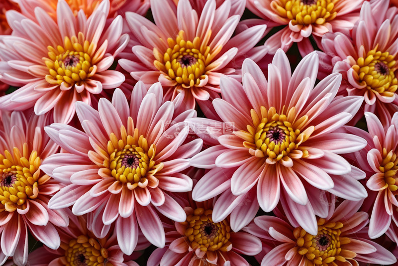 高清大图下载【趣麦麦图】粉色菊花特写