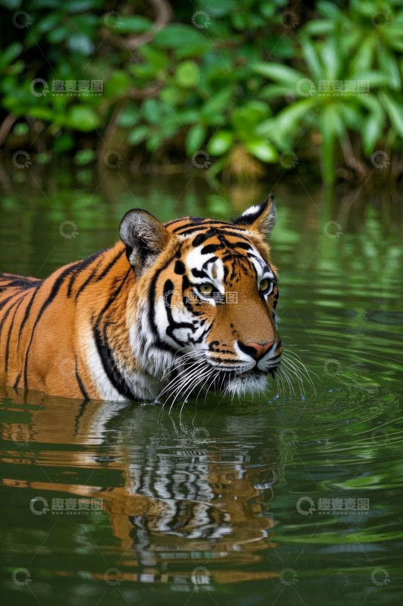 高清大图下载【趣麦麦图】水中老虎特写