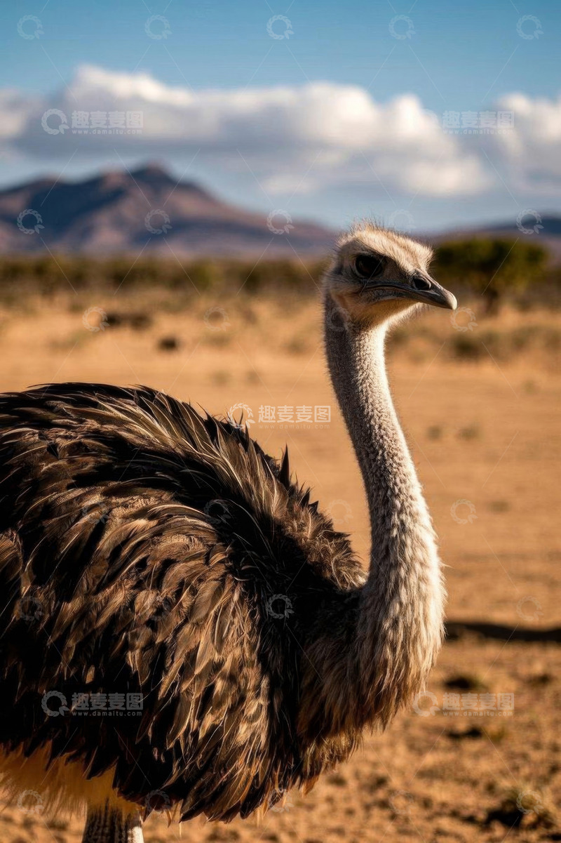 高清大图下载【趣麦麦图】野外站立的鸵鸟特写
