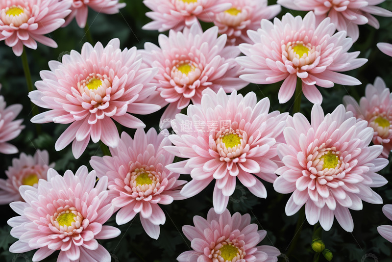 高清大图下载【趣麦麦图】粉色菊花特写素材