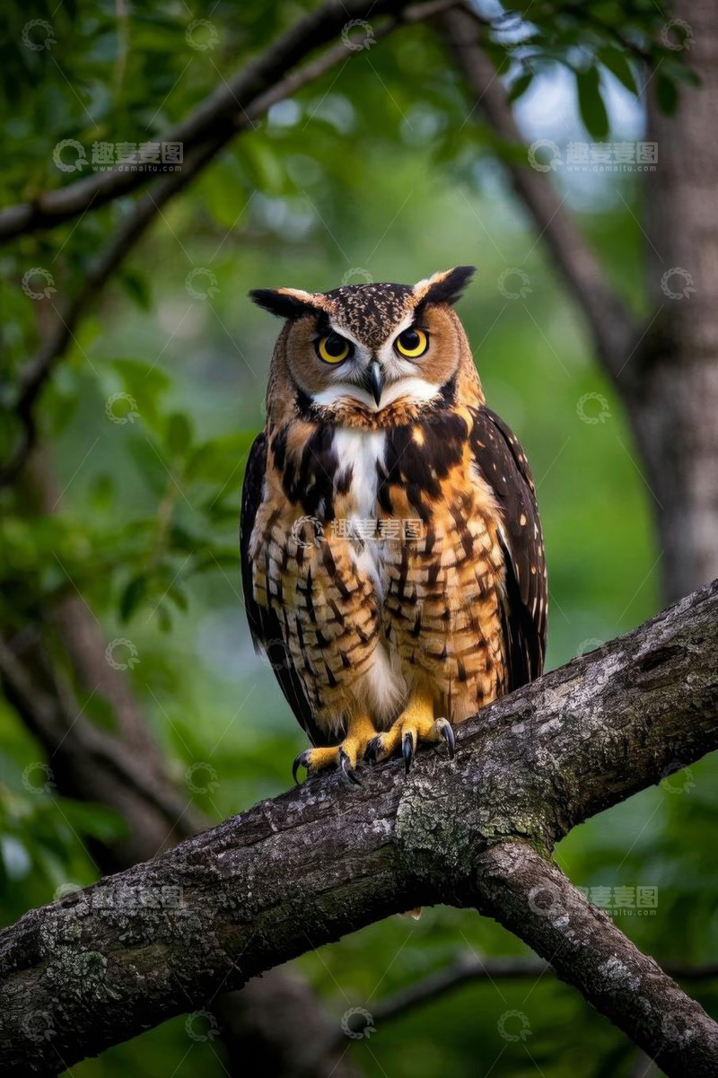 高清大图下载【趣麦麦图】树枝上栖息的猫头鹰