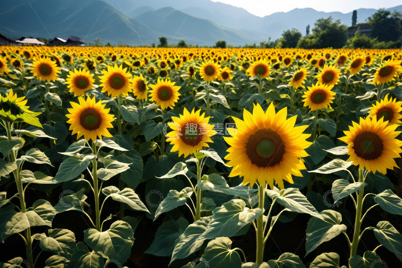 高清大图下载【趣麦麦图】向日葵花田自然风光