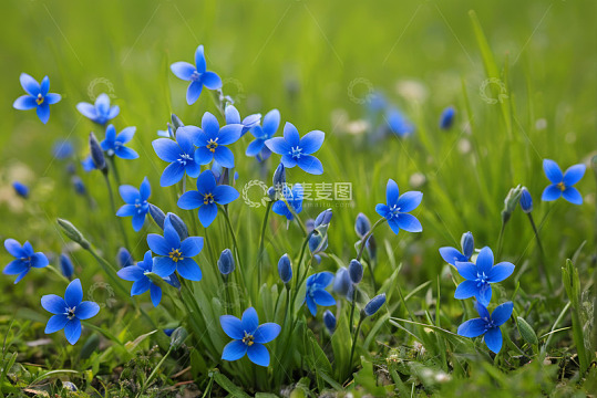 草地上的蓝色小花特写