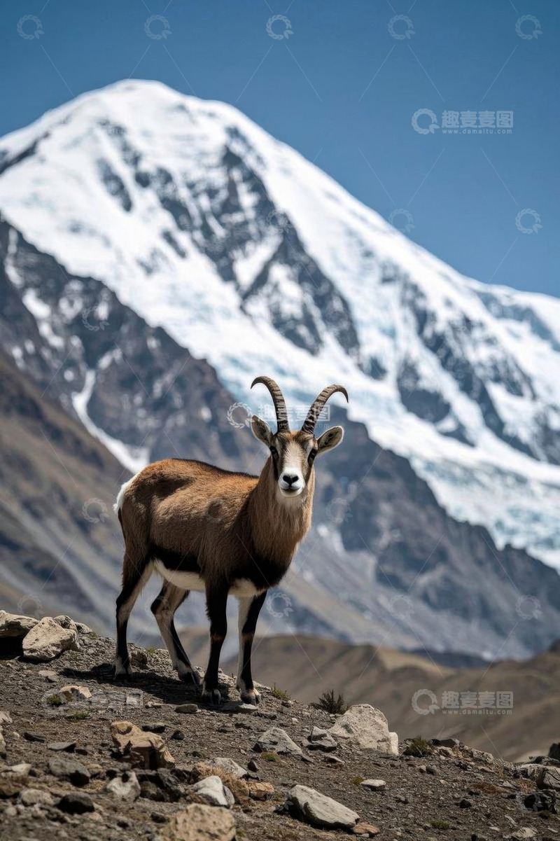 高清大图下载【趣麦麦图】高山下站立的野生山羊