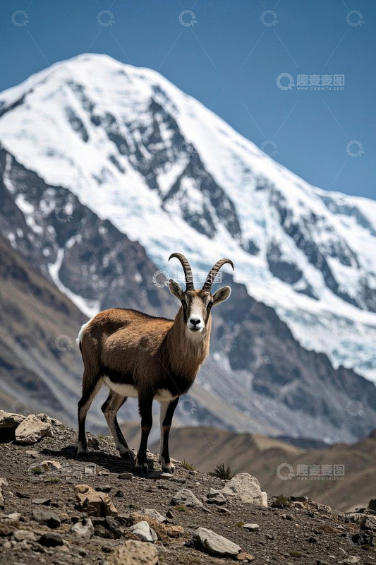 高山下站立的野生山羊