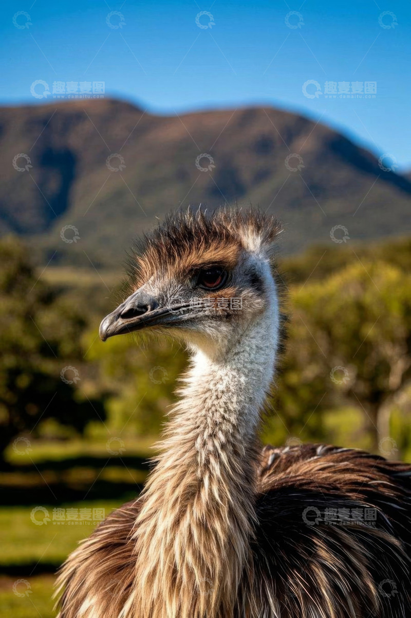 高清大图下载【趣麦麦图】草原上的鸸鹋特写