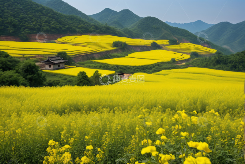 高清大图下载【趣麦麦图】山间梯田油菜花田园风光