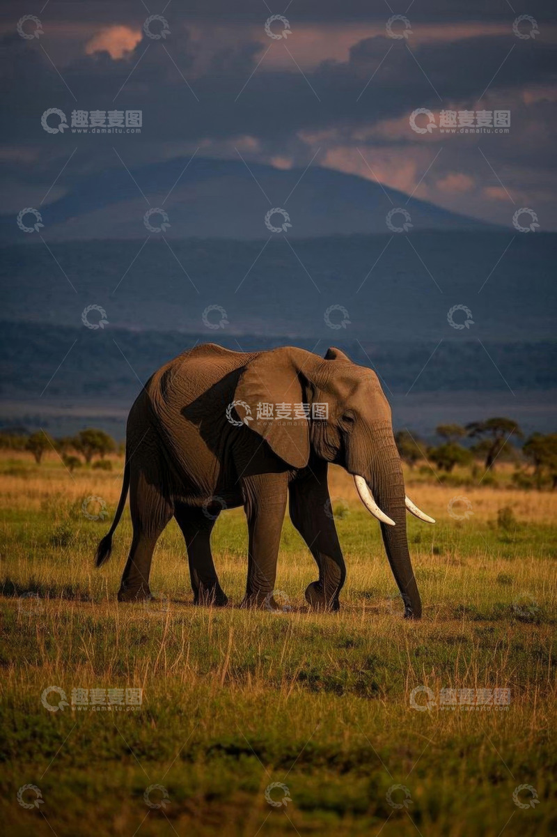 高清大图下载【趣麦麦图】非洲草原上行走的大象