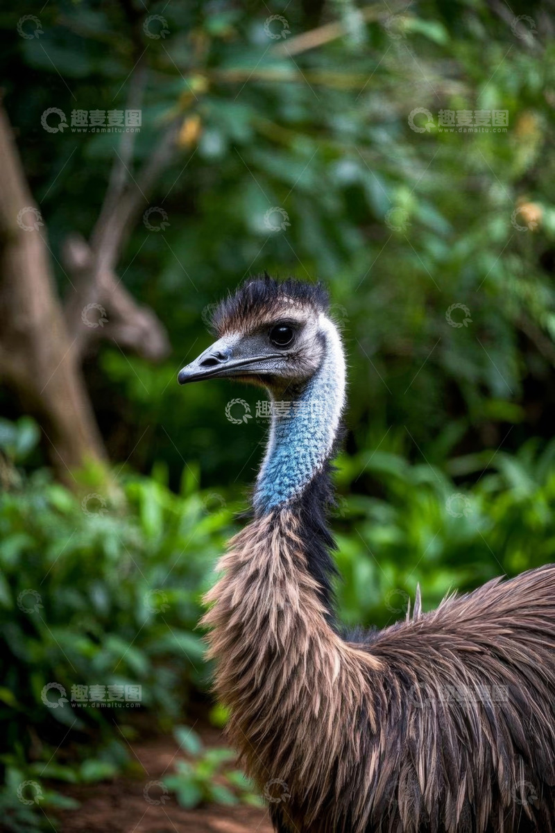 高清大图下载【趣麦麦图】站立的鸸鹋特写