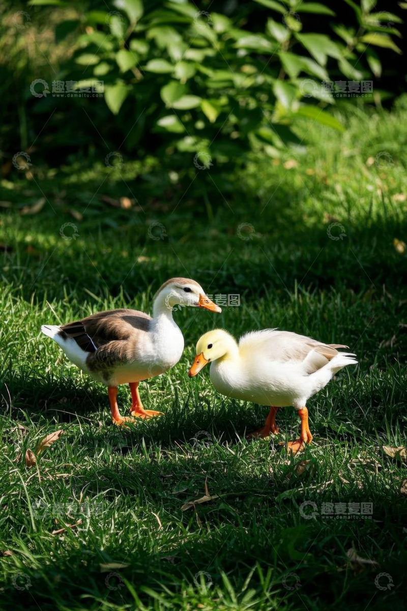 高清大图下载【趣麦麦图】草地上的两只鸭子