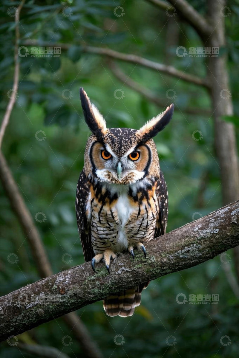 高清大图下载【趣麦麦图】树枝上的猫头鹰特写