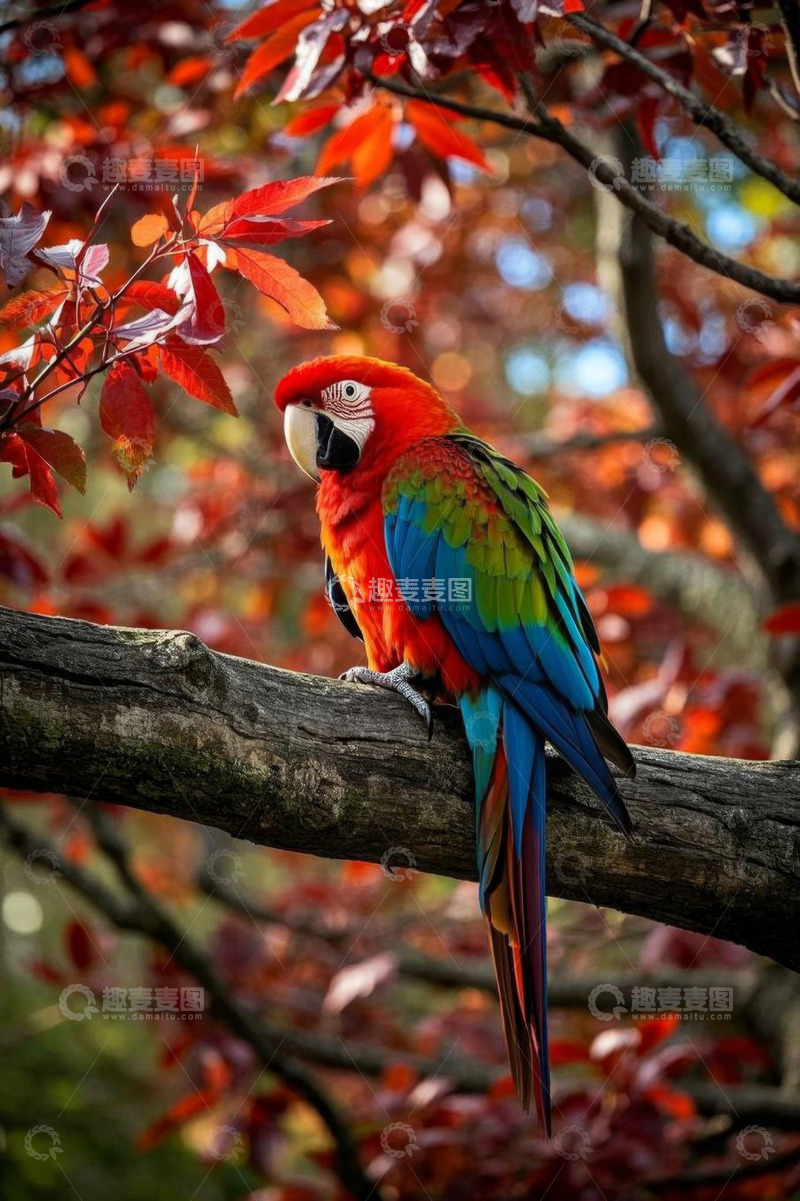 高清大图下载【趣麦麦图】树枝上的多彩金刚鹦鹉