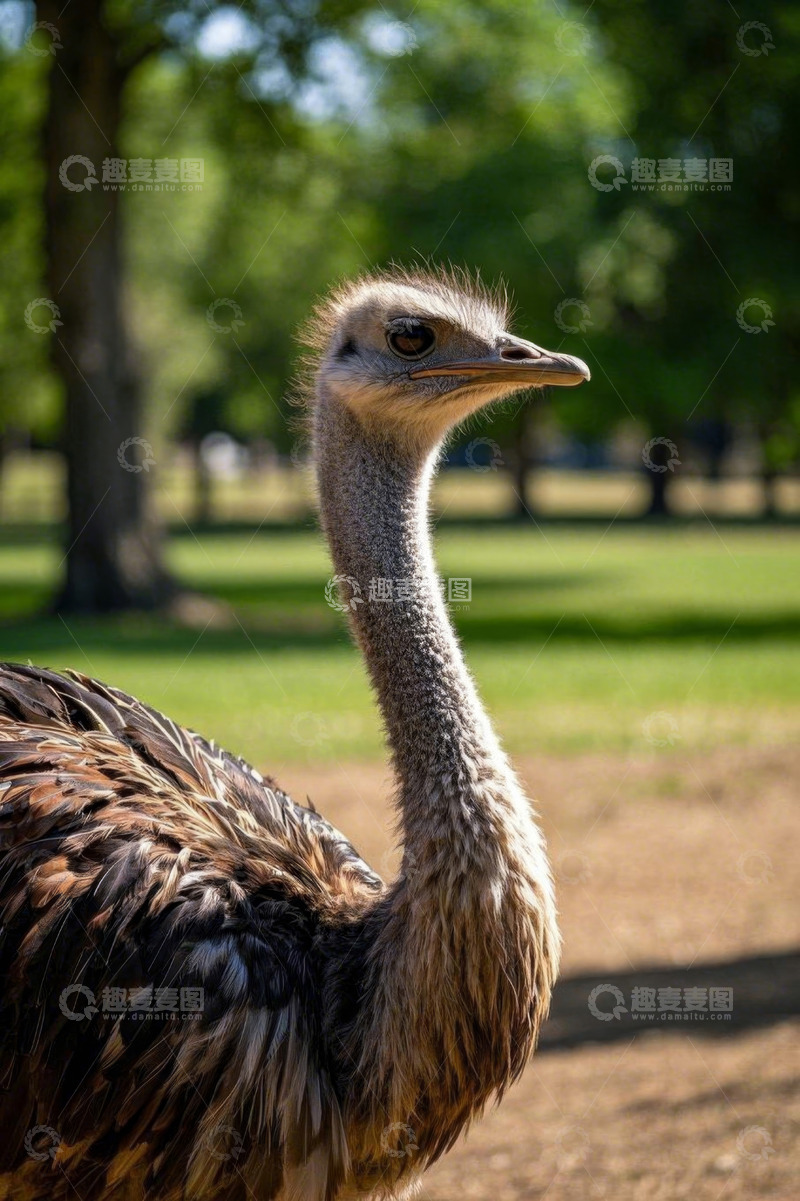 高清大图下载【趣麦麦图】户外鸵鸟特写