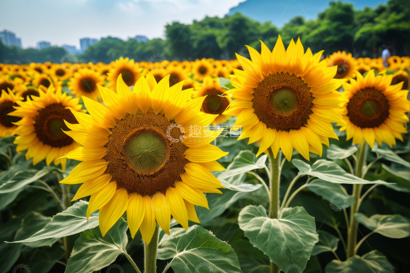 高清大图下载【趣麦麦图】向日葵花田近景