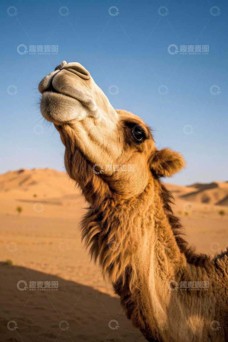 高清大图下载【趣麦麦图】沙漠中的骆驼特写