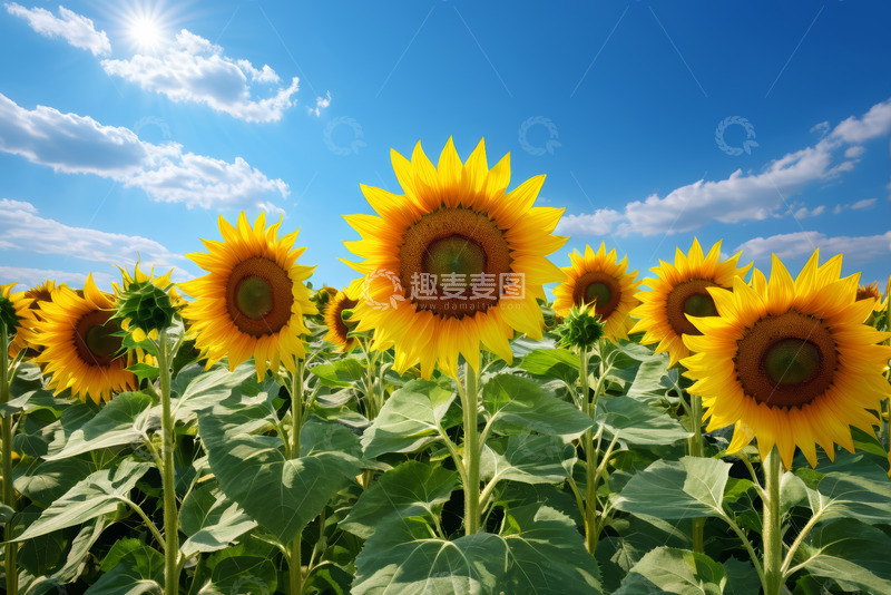 高清大图下载【趣麦麦图】向日葵田蓝天白云风景