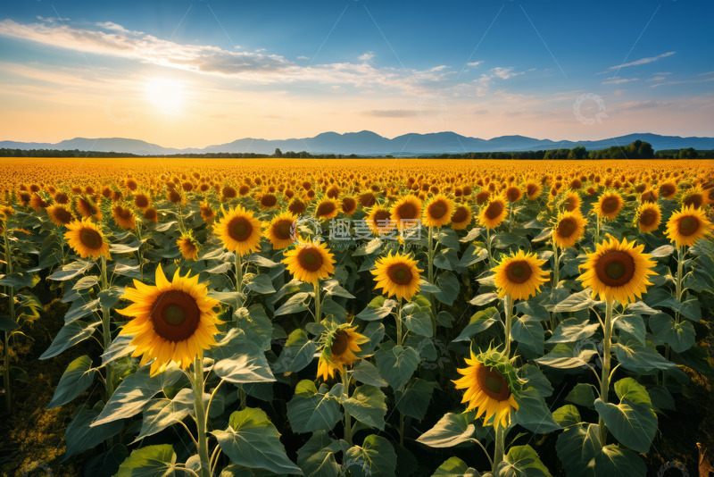 高清大图下载【趣麦麦图】向日葵田日落自然风光