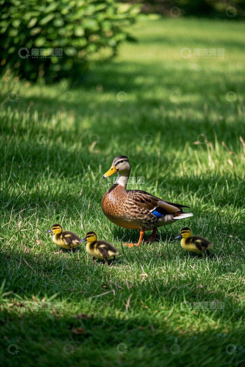 高清大图下载【趣麦麦图】草地上母鸭与小鸭子漫步